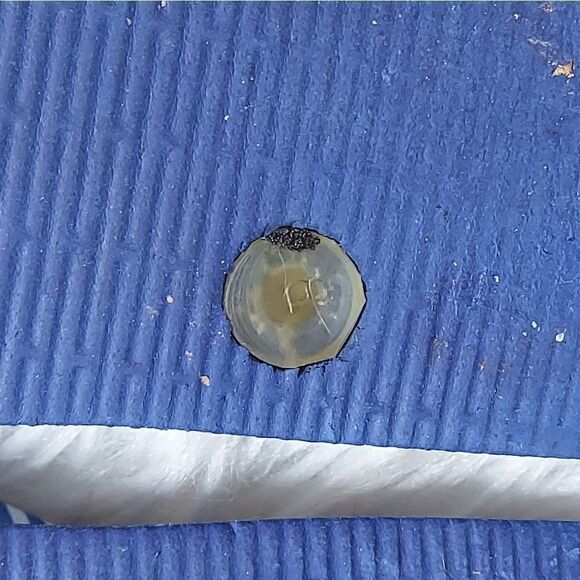 ‎Vera Bradley Blue multicolored floral Flip-flops - Picture 9 of 10